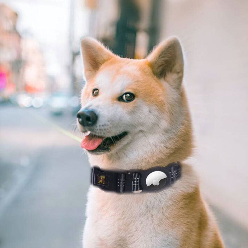 Dog wearing a collar with a blurred background